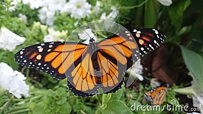 Monarch butterfly just released from its chrysalis Stock Photo