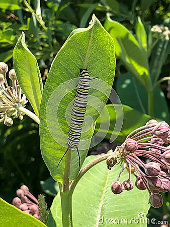 Monarch butterfly larva on common milkweed Stock Photo