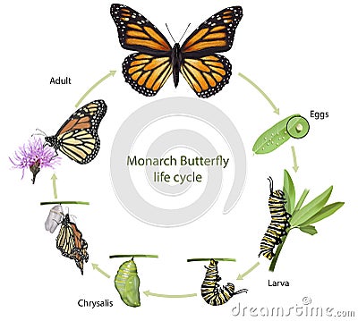 Monarch butterfly life cycle Cartoon Illustration