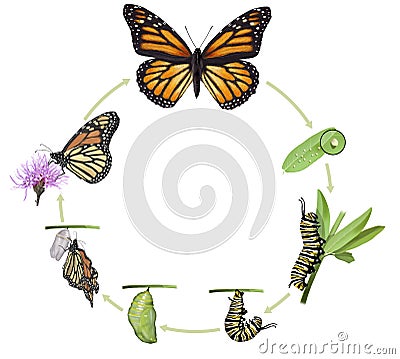 Monarch butterfly life cycle Cartoon Illustration