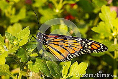 Danaus plexippus - Monarch butterfly drying wings and gaining strength. Stock Photo