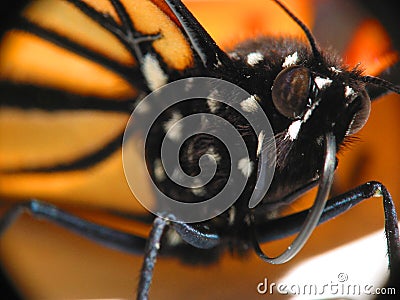 Monarch Butterfly macro Stock Photo