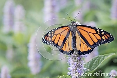 Monarch Butterfly male with wings spread on lavendar Hyssop flower Stock Photo