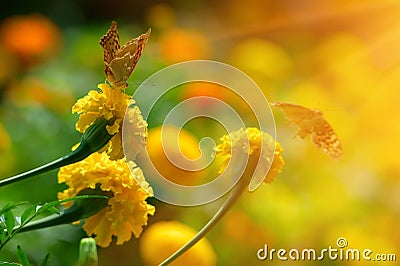 Monarch butterfly on the marigold in highkey Stock Photo