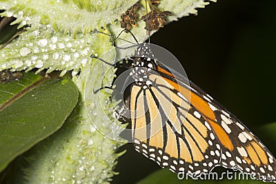Monarch butterfly on milkweed seed pod in New Hampshire. Stock Photo