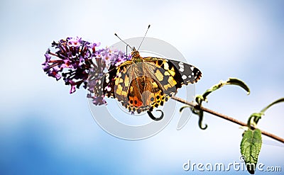 Monarch Butterfly Moorpark California Purple flower open spread wings Stock Photo