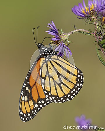Monarch butterfly nectaring on a New England Aster in autumn - Ontario, Canada Stock Photo
