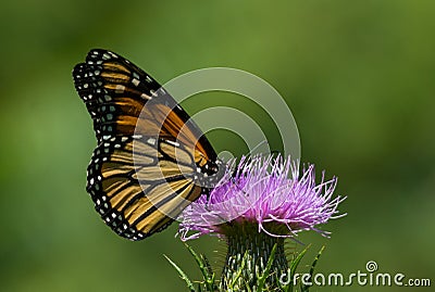 Monarch Butterfly Nectaring on Thistle Stock Photo