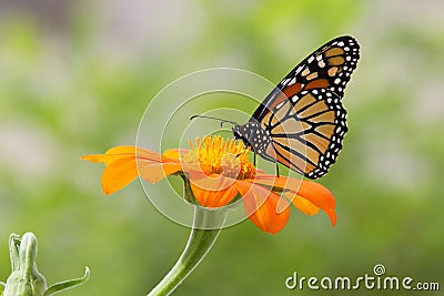 Monarch Butterfly Nectaring On Tithonia Rotundifolia Stock Photo