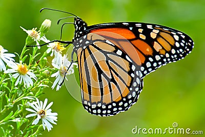 Monarch - Danaus plexippus Stock Photo