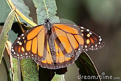 Monarch Butterfly on eucalyptus tree in Pismo Beach Monarch Butterfly Grove on the Central Coast of California USA Stock Photo