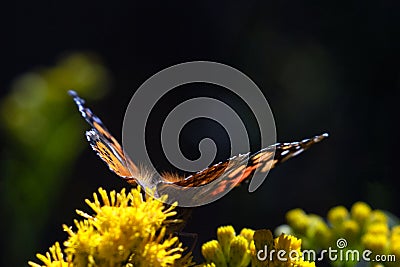 Fine hair vibrissae Monarch Butterfly in Pismo Beach Monarch Butterfly Grove on the Central Coast of California USA Stock Photo