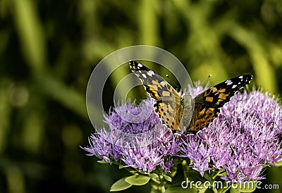 Monarch butterfly pollinating a purple flower Stock Photo