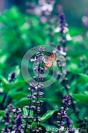 A monarch butterfly pollination on sweet basil flowers Stock Photo