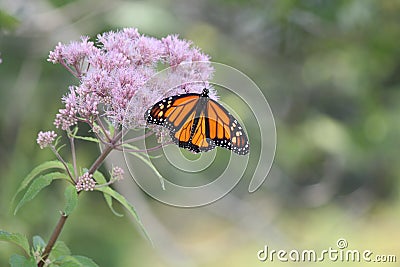 Monarch Butterfly Danaus plexippus on Purple Flower Stock Photo