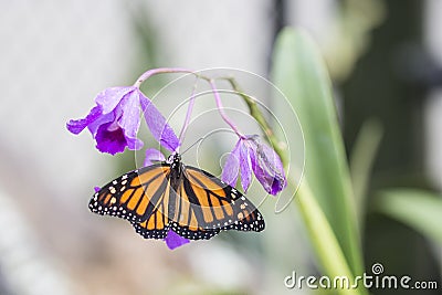 Monarch Butterfly and Purple Orchid Stock Photo