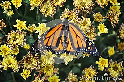 Monarch butterfly Stock Photo