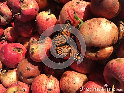 A monarch butterfly rests on rotting apples Stock Photo