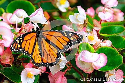 Monarch butterfly sitting on the flower Stock Photo