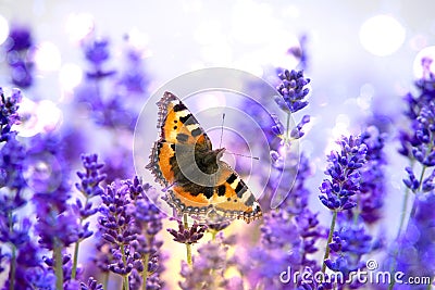 Butterfly on lavender, small tortoiseshell - Aglais urticae - resting on beautiful flowering lavender with wings wide open Stock Photo