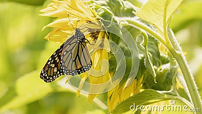 Monarch butterfly standing on a sunflower Stock Photo