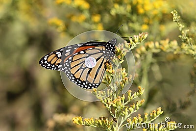 Monarch butterfly tagging project Editorial Stock Photo