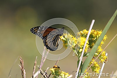 Monarch butterfly tagging project Stock Photo