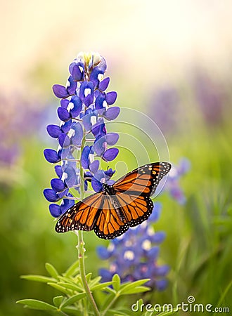 Monarch butterfly on Texas Bluebonnet flower Stock Photo
