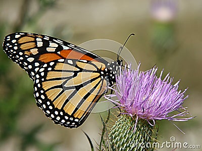 Monarch Butterfly on Thistle Stock Photo