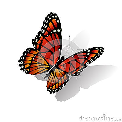 The Monarch butterfly vector Vector Illustration