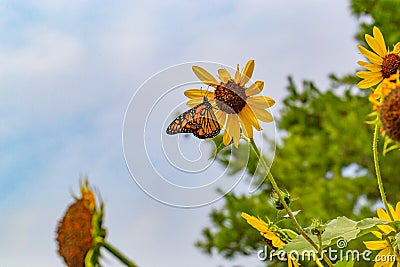 Monarch butterfly, wanderer, common tiger on yellow flower, sunflower Stock Photo