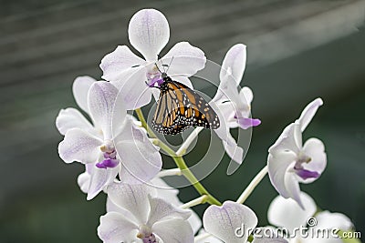 Monarch Butterfly and White Orchid Stock Photo