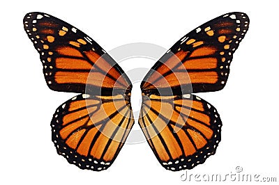 Monarch Butterfly wing Stock Photo