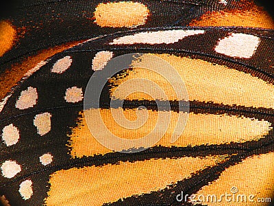 Monarch Butterfly wing macro Stock Photo