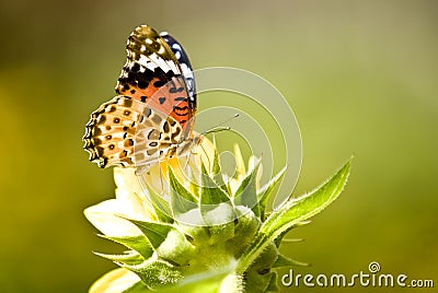Monarch Butterfly on yellow flower Stock Photo