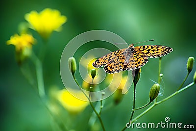 Monarch butterfly on the yellow flower Stock Photo