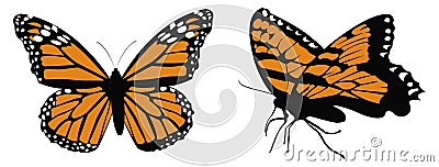 Monarch butterflys Vector Illustration