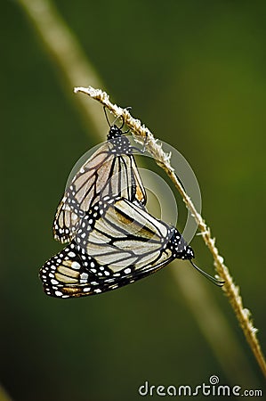 Monarch butterflys in love Mexico Vall de Bravo Stock Photo