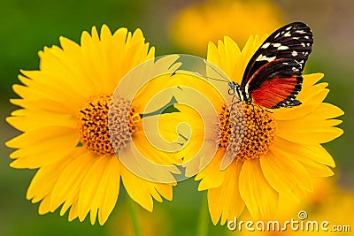 Tiger Longwing Butterfly on Yellow Sunflower Closeup Stock Photo