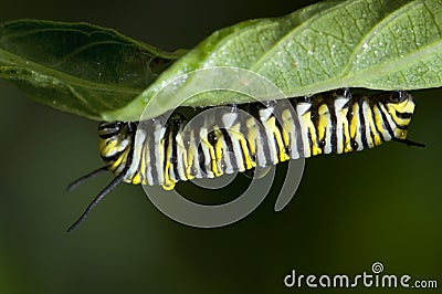 Monarch caterpillar Stock Photo