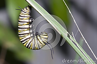 Monarch caterpillar Stock Photo