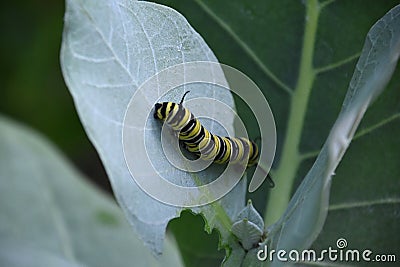 Monarch Caterpillar Crawling on a Milkweed Leaf Stock Photo