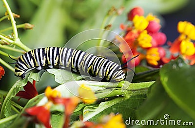 Monarch Caterpillar Feeding Milkweed Stock Photo