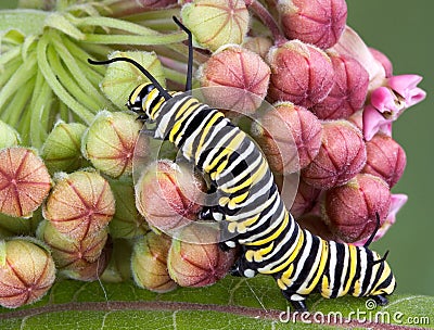 Monarch caterpillar on milkweed b Stock Photo