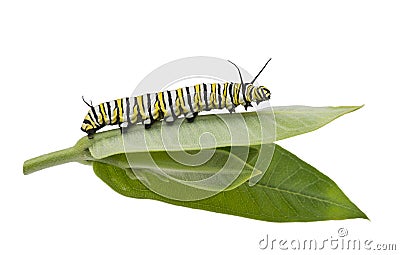 Monarch Caterpillar on milkweed leaf isolated on white Stock Photo