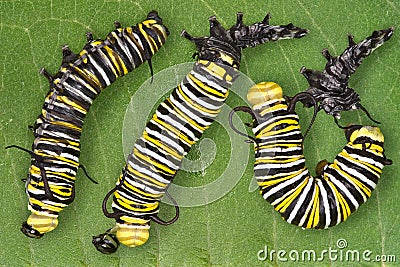 Monarch caterpillar shedding Stock Photo