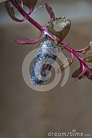 Monarch cocoon Stock Photo