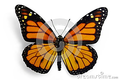 Monarch (Danaus plexippus) Stock Photo