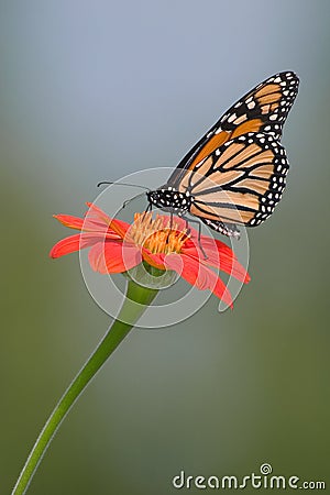 Monarch, Danaus plexippus Stock Photo