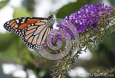 Monarch Danaus plexippus Butterfly Stock Photo